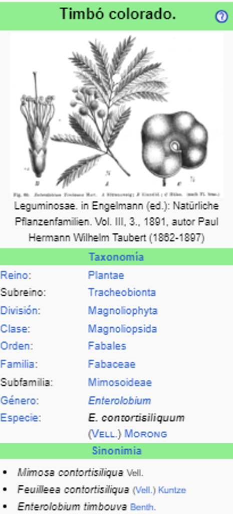 TIMBO - Enterolobium contortisiliquum
